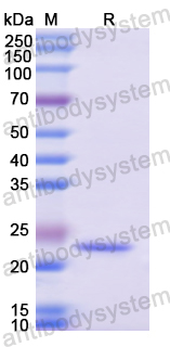 Recombinant Human ATF6 Protein, N-His