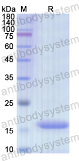 Recombinant Human ATP5PF Protein, N-His