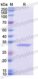 Recombinant Human PAM Protein, N-His