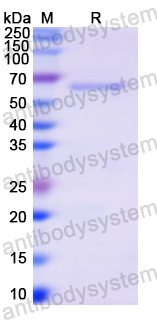 Recombinant Human CD325/CDH2 Protein, N-His