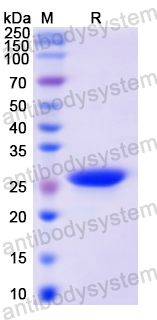 Recombinant Human EPOR Protein, N-His