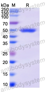 Recombinant Human CD58/LFA3 Protein, N-GST