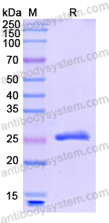 Recombinant Human NCL Protein, N-His-SUMO
