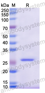 Recombinant Human CD120a/TNFRSF1A Protein, N-His