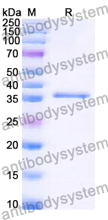 Recombinant Human CD120a/TNFRSF1A/TNFR1 Protein, N-GST