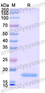 Recombinant Human WT1 Protein, N-His