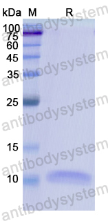 Recombinant Human CXCL2/GRO-beta/MIP2-alpha Protein, N-His