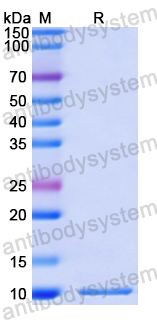 Recombinant Human CXCL3/GRO-gamma/MIP2-beta Protein, N-His