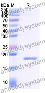 Recombinant Human CXCL3/GRO-gamma/MIP2-beta Protein, N-His-SUMO