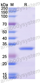 Recombinant Human FST Protein, N-His