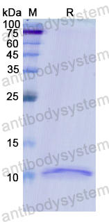 Recombinant Human PI3 Protein, N-His