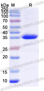 Recombinant Human PI3 Protein, N-GST & C-His