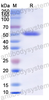 Recombinant Human CD21/CR2 Protein, N-GST