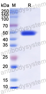 Recombinant Human TCN2 Protein, N-His