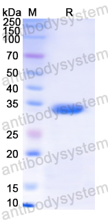 Recombinant Human ANXA7 Protein, N-His