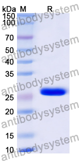 Recombinant Human CD33 Protein, N-His