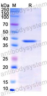 Recombinant Human PGC Protein, N-His