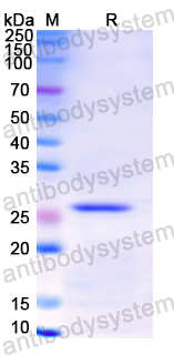 Recombinant Human AZU1 Protein, N-His