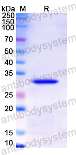 Recombinant Human TPSB2 Protein, N-His