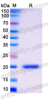 Recombinant Human CD22 Protein, N-His