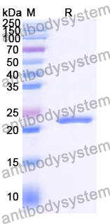 Recombinant Human RAB3A Protein, N-His