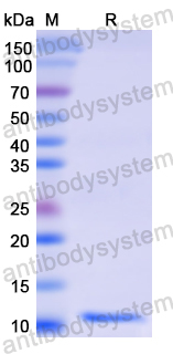 Recombinant Human RAB5A Protein, N-His