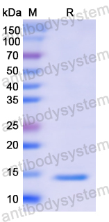 Recombinant Human PVALB Protein, N-His