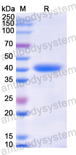 Recombinant Human H2AC7 Protein, N-GST