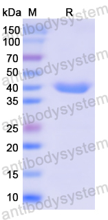 Recombinant Human COX5A Protein, N-GST