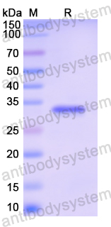 Recombinant Human CD11a/ITGAL Protein, N-His