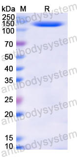 Recombinant Human CD11c/ITGAX Protein, N-His