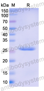 Recombinant Human GZMH Protein, N-His