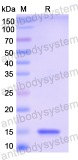 Recombinant Human NTF3 Protein, N-His