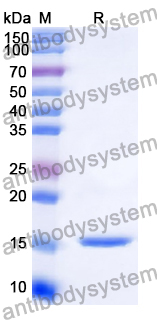Recombinant Human NTF3/NGF2 Protein, N-His