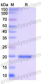 Recombinant Human EDN2 Protein, N-His