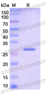 Recombinant Human CAPN3 Protein, N-His