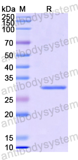 Recombinant Human IL11 Protein, N-His-SUMO