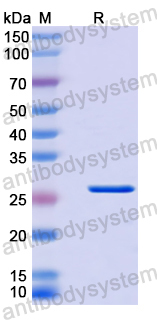 Recombinant Human HNF1A Protein, N-His