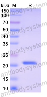 Recombinant Human EFNA1 Protein, N-His