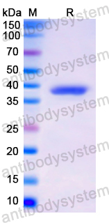 Recombinant Human MAG Protein, N-GST