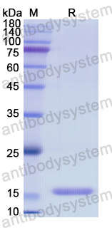 Recombinant Human FLG Protein, N-His