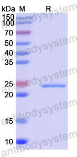 Recombinant Human FLG Protein, N-His-SUMO & C-Strep