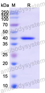 Recombinant Human CD247/CD3Z Protein, N-GST