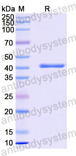 Recombinant Human CD247/CD3Z Protein, N-GST & C-His