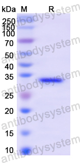 Recombinant Human FLNA Protein, N-His