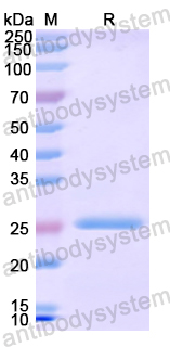 Recombinant Human ACO1 Protein, N-His