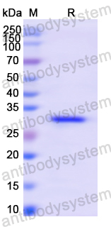 Recombinant Human ABCB4 Protein, N-His