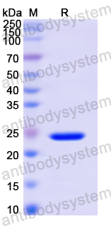 Recombinant Human TACR2 Protein, N-His