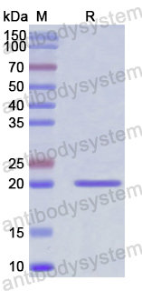 Recombinant Human KITLG/SCF Protein, N-His