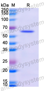 Recombinant Human CD73/NT5E Protein, N-His